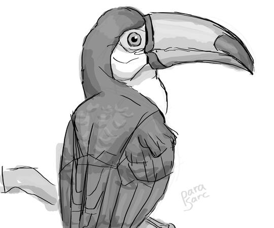 Study - Toucan