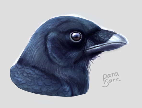 Study - Crow