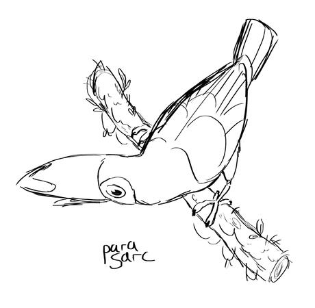 Gesture Drawing - Toucan